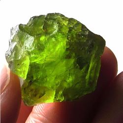 Natural Peridot Gemstone Rough 63.75 Carats