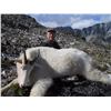 Image 2 : 7 Day Mountain Goat Hunt