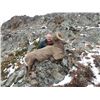 Image 2 : 12 day 3/4 Curl Cal. Bighorn Sheep Hunt