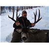 Image 2 : 7 Day Mule Deer Rut Hunt for 2 Hunter