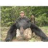 Image 1 : 7 Day Spring Black Bear Hunt for 2 Hunter