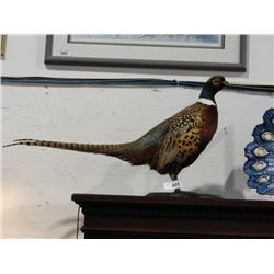 Pheasant