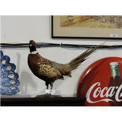Pheasant