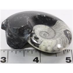 300 MILLION YEARS OLD GONIATITE FOSSIL