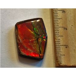 32 GRAM NATURAL IRRIDECENT AMMOLITE SPECIMEN