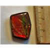 Image 1 : 32 GRAM NATURAL IRRIDECENT AMMOLITE SPECIMEN