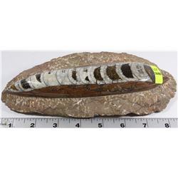 ORTHOCERAS 350 MILLION FOSSIL SCULPTURE