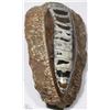 Image 3 : ORTHOCERAS 350 MILLION FOSSIL SCULPTURE