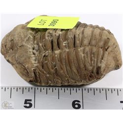 TRILLOBITE 350 MILLION YEAR OLD FOSSIL FOUND IN