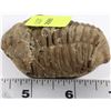 Image 1 : TRILLOBITE 350 MILLION YEAR OLD FOSSIL FOUND IN