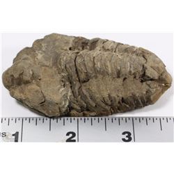 TRILLOBITE 350 MILLION YEAR OLD FOSSIL FOUND IN