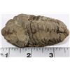 Image 1 : TRILLOBITE 350 MILLION YEAR OLD FOSSIL FOUND IN
