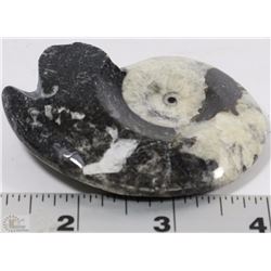 AMMONITE FOSSIL FROM THE CRETACEOUS PERIOD