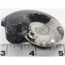 300 MILLION YEARS OLD GONIATITE FOSSIL