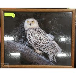 FRAMED OWL PICTURE