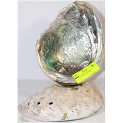 LARGE NATURAL ABALONE SHELL DISPLAY