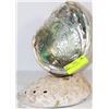 Image 1 : LARGE NATURAL ABALONE SHELL DISPLAY