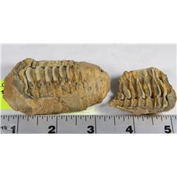 TRILLOBITE 350 MILLION YEAR OLD FOSSIL FOUND IN