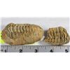 Image 1 : TRILLOBITE 350 MILLION YEAR OLD FOSSIL FOUND IN
