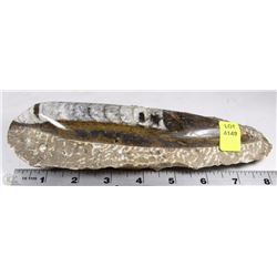 ORTHOCERAS 350 MILLION FOSSIL SCULPTURE