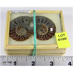 PAIR OF AMMONITES FOSSIL  IN DISPLAY CASE