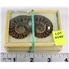 Image 1 : PAIR OF AMMONITES FOSSIL  IN DISPLAY CASE