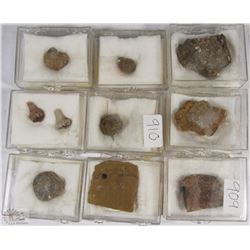 FOSSIL COLLECTION WITH SPECIES AND LOCALITY DATA