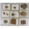 Image 1 : FOSSIL COLLECTION WITH SPECIES AND LOCALITY DATA