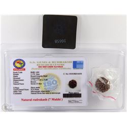 TRP10 NATURAL RUDRAKASH 7 MUKHI WITH COA AND XRAY