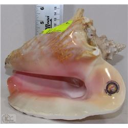CONCH
