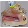 Image 1 : CONCH