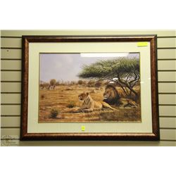 LARGE MATTED AND FRAMED PRINT OF LIONS