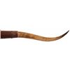 Image 2 : Texas Longhorn Horn Mount