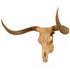 Image 2 : Longhorn Steer Skull