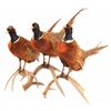 Image 1 : 3 Pheasants Taxidermy Mounts