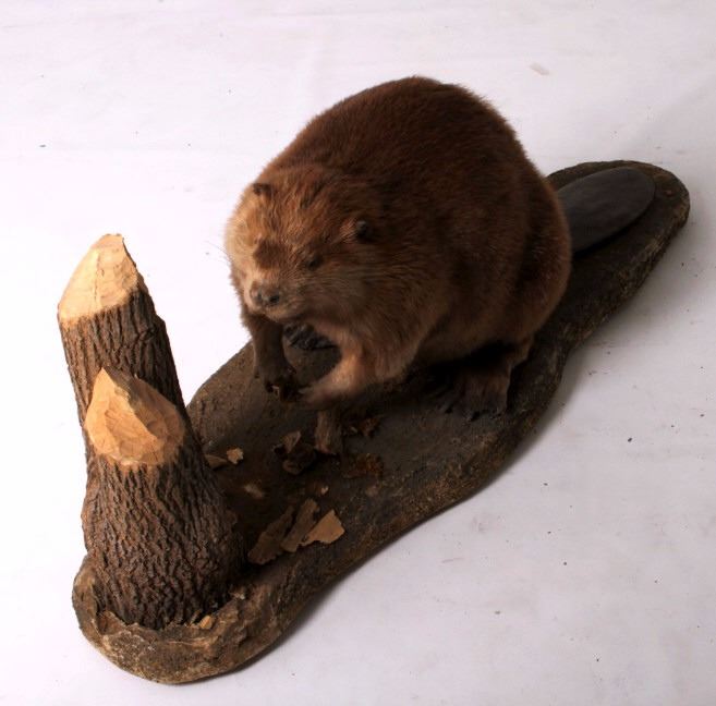 Full Body Beaver Taxidermy Mount