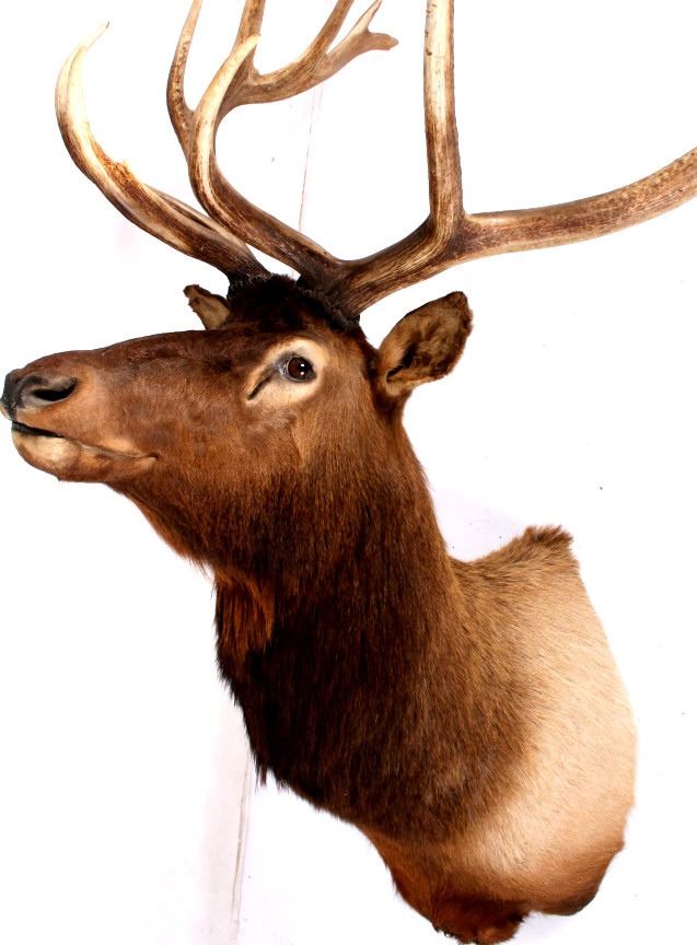 Rocky Mountain Trophy Elk Taxidermy Shoulder Mount