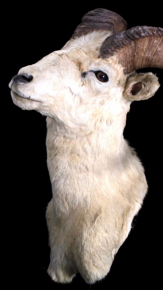 Trophy Big Horn Sheep Taxidermy Mount