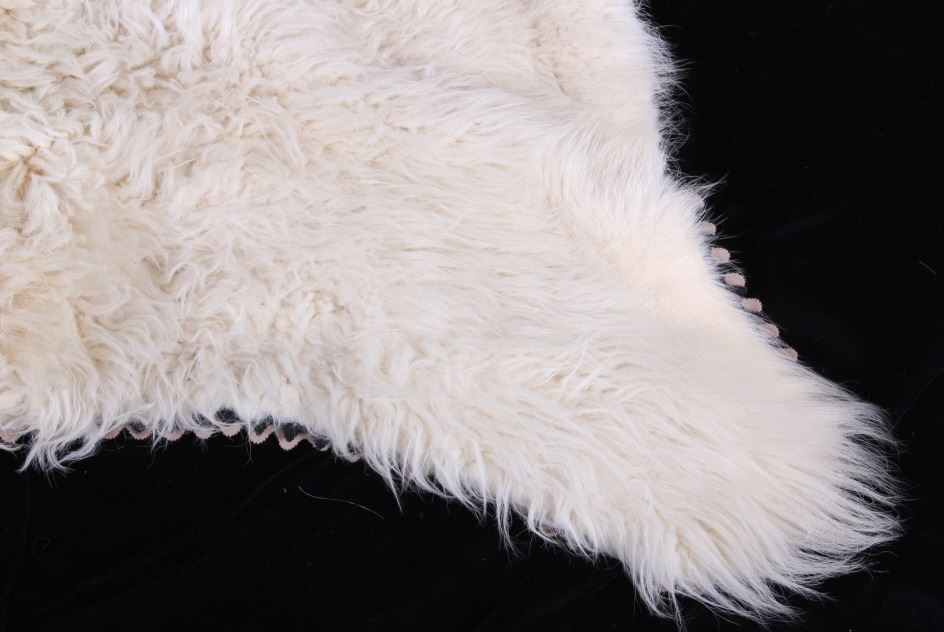 Mount Goat Rug Montana Mountain Goat Taxidermy Rug Mount