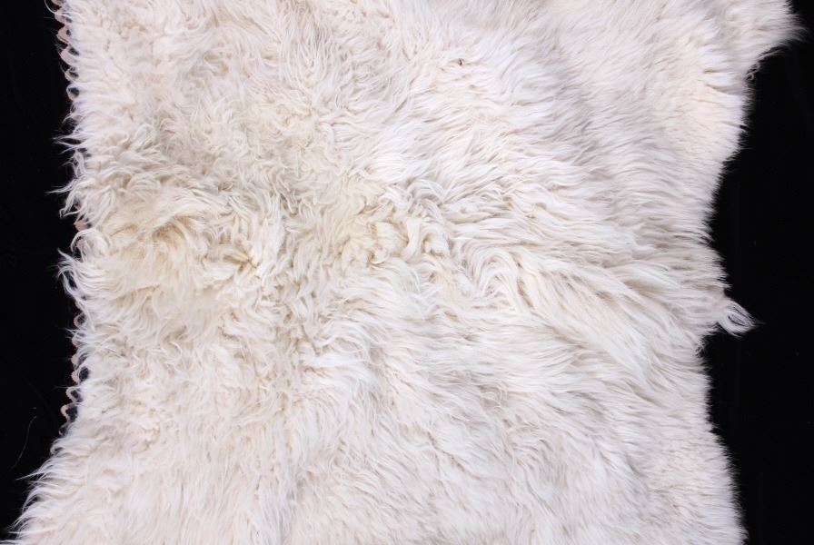 Montana Mountain Goat Taxidermy Rug Mount