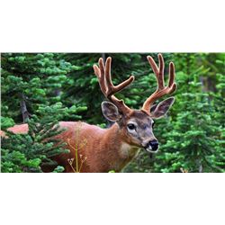 Washington State Governor's Blacktail Deer Tag