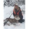 Image 2 : Montana Mountain Lion Hunt