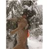 Image 4 : Montana Mountain Lion Hunt
