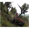 Image 3 : New Zealand Red Stag & Goat Hunting Trip