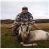 Image 4 : New Zealand Red Stag & Goat Hunting Trip