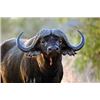 Image 2 : Cape Buffalo Hunt in SA