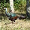 Image 2 : Ocellated Turkey Hunt in Mexico