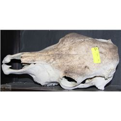 COW SKULL