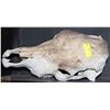 Image 1 : COW SKULL