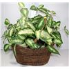 Image 1 : ARTIFICIAL HOUSE PLANT IN HANDLED WICKER BASKET